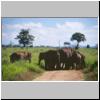 Udawalawe Nationalpark - eine Elefantenfamilie