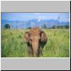 Udawalawe Nationalpark - ein Elefant
