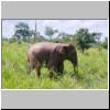 Udawalawe Nationalpark - ein Elefant im hohen Gras