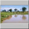 Udawalawe Nationalpark - ein Teich