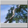 Udawalawe Nationalpark - ein Papagei auf einem Baumstamm