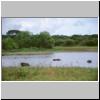 Yala West Nationalpark - Wasserbüffel in einem Teich