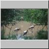 Yala West Nationalpark - Störche in einem Wassertümpel