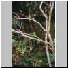 Yala West Nationalpark - zwei Bienenfresser auf einem Baum