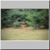 Yala West Nationalpark - ein Axishirsch im Dornbusch