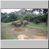 Yala West Nationalpark - Elefanten