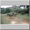 Yala West Nationalpark - Elefanten