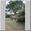 Yala West Nationalpark - ein Elefant