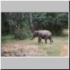 Yala West Nationalpark - ein Elefant