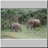 Yala West Nationalpark - zwei Elefanten