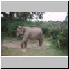 Yala West Nationalpark - ein Elefant