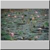unterwegs zwischen Hambantota und Dikwella - ein Teich mit Seerosen in einem kleinen Ort
