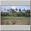 Dikwella - ländliche Landschaft vor dem Tempel Wewurukannala Vihara