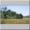 Hinterland von Bentota - ländliche Landschaft mit Reisfeldern, im Vordergrund Betelpalmen