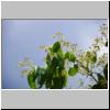 Hinterland von Bentota - Knospen und Blüten eines Zimtbaumes