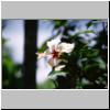 Hinterland von Bentota - eine Hibiscus-Blüte