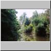 Bentota-Flußfahrt - ein Nebenarm des Flusses umgeben von dichten Mangroven