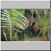 Bentota-Flußfahrt - ein Krokodil-Baby im Wassser (hinter den Palmenblättern)