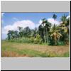 Landschaft am Fuß des Little Adams Peak am mittleren Lauf des Bentota-Flusses, rechts Kokos-Palmen, links davon Betel-Palmen