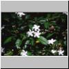 blühender Jasmin (?) (im Dorf Galatara am Fuß des Little Adams Peak)