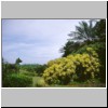 Kalawila bei Bentota - Garten Brief Garden des Landschaftskünstlers Bevis Bawa