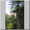 Kalawila bei Bentota - Garten Brief Garden des Landschaftskünstlers Bevis Bawa, versch. Palmenarten