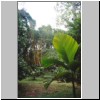 Kalawila bei Bentota - Garten Brief Garden des Landschaftskünstlers Bevis Bawa, Palme und Bambus