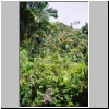 Kalawila bei Bentota - Garten Brief Garden des Landschaftskünstlers Bevis Bawa, blühende Bäume