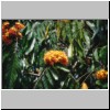 Kalawila bei Bentota - Garten Brief Garden des Landschaftskünstlers Bevis Bawa, Blüten eines Baumes