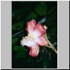Kalawila bei Bentota - Garten Brief Garden des Landschaftskünstlers Bevis Bawa, Blüte eines Kanonenkugel-Baumes (Couroupita guianensis)