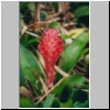 Kalawila bei Bentota - Garten Brief Garden des Landschaftskünstlers Bevis Bawa, eine Blüte (Ingwer /Alpinia purpurata/ ?)