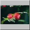 Kalawila bei Bentota - Garten Brief Garden des Landschaftskünstlers Bevis Bawa, eine Blüte (Calliandra ?)