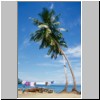 Beruwala - zwei Palmen am Strand
