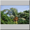 Beruwala - im Garten des Hotels Swanee, eine King-Coconut-Palme