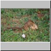 Beruwala - im Garten des Hotels Swanee, ein gestreiftes Backenhörnchen (Eutamias asiaticus)