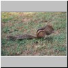Beruwala - im Garten des Hotels Swanee, ein gestreiftes Backenhörnchen (Eutamias asiaticus)