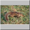 Beruwala - im Garten des Hotels Swanee, ein gestreiftes Backenhörnchen (Eutamias asiaticus)