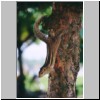 Beruwala - im Garten des Hotels Swanee, ein gestreiftes Backenhörnchen auf einem Baumstamm