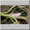 Beruwala - im Garten des Hotels Swanee, ein Leguan auf einem Baum
