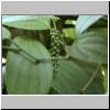bei Matala - eine Pfeffer-Pflanze im Gewürz- und Kräutergarten Sirilak