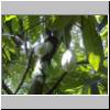 bei Matala - eine Kakao-Pflanze im Gewürz- und Kräutergarten Sirilak