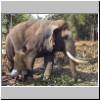 Pinawella - im Elefanten-Weisenhaus
