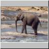 Pinawella - Elefanten beim Bad im Fluß Maha Oya (Elefanten-Weisenhaus)