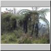 Horton Plains - Baumfarnen