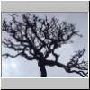 Horton Plains - Krone eines verkrüppelten Baumes