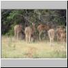 Yala West Nationalpark - Axishirsche im Dornbusch