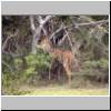 Yala West Nationalpark - ein Axishirsch im Dornbusch
