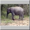 Yala West Nationalpark - ein Elefant