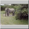 Yala West Nationalpark - ein Elefant