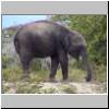 Yala West Nationalpark - ein Elefant
